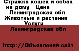 Стрижка кошек и собак на дому › Цена ­ 1 000 - Ленинградская обл. Животные и растения » Услуги   . Ленинградская обл.